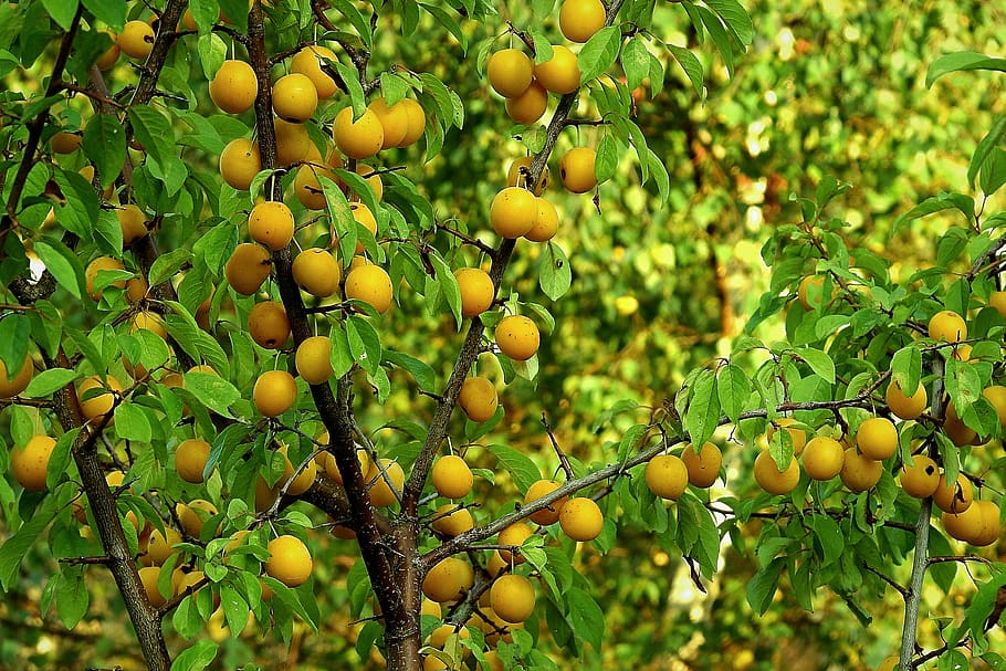 fruit tree, plum, yellow, natural, healthy eating, food and drink HD wallpaper