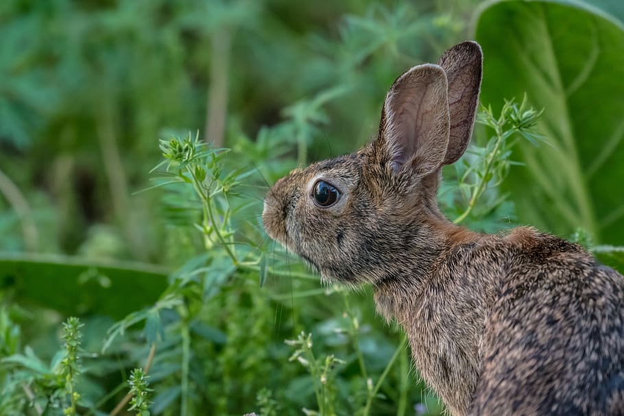 animals, mammals, rabbit, hare, fluffy, furry, eyes, adorable HD wallpaper