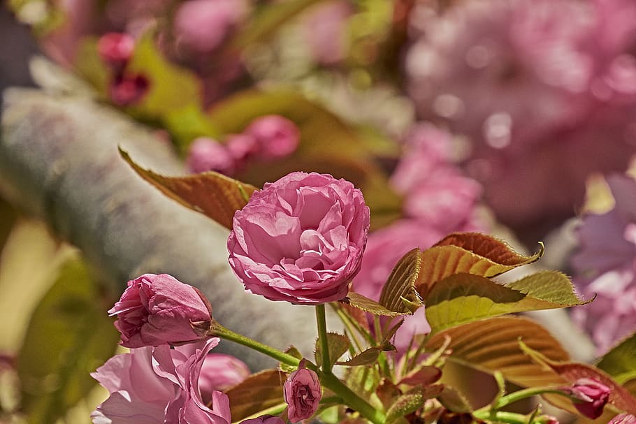 flower, cherry, spring, flowering, outbreak, flowering plant HD wallpaper