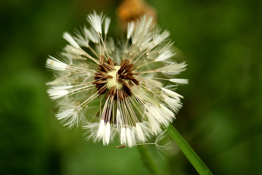 HD wallpaper: nuns, dandelion, sonchus oleraceus, closeup, seeds ...