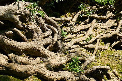tree, root, vein, old, strong, big, water, forest, nature, macro HD wallpaper