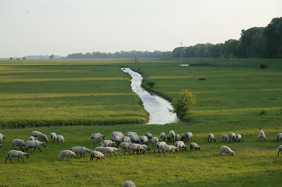sheep, river, grazing, large group of animals, animal themes HD wallpaper