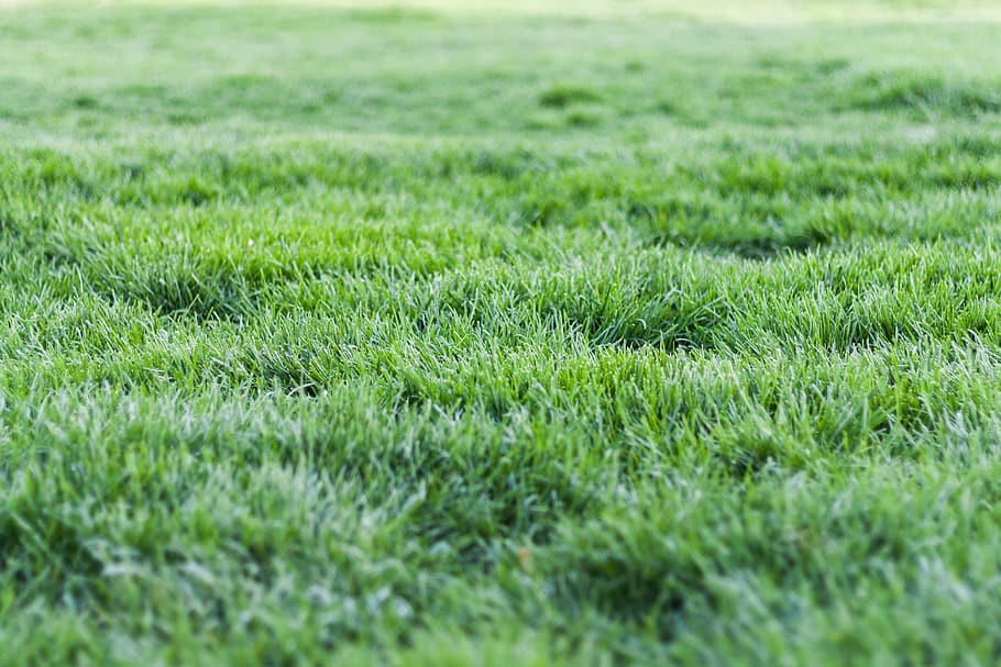 Photo Of Green Grass, grass field, grassland, ground, lawn, green color, HD wallpaper
