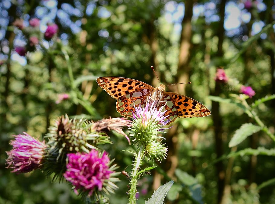 butterfly, pollination, insect, nature, flower, flowering plant HD wallpaper