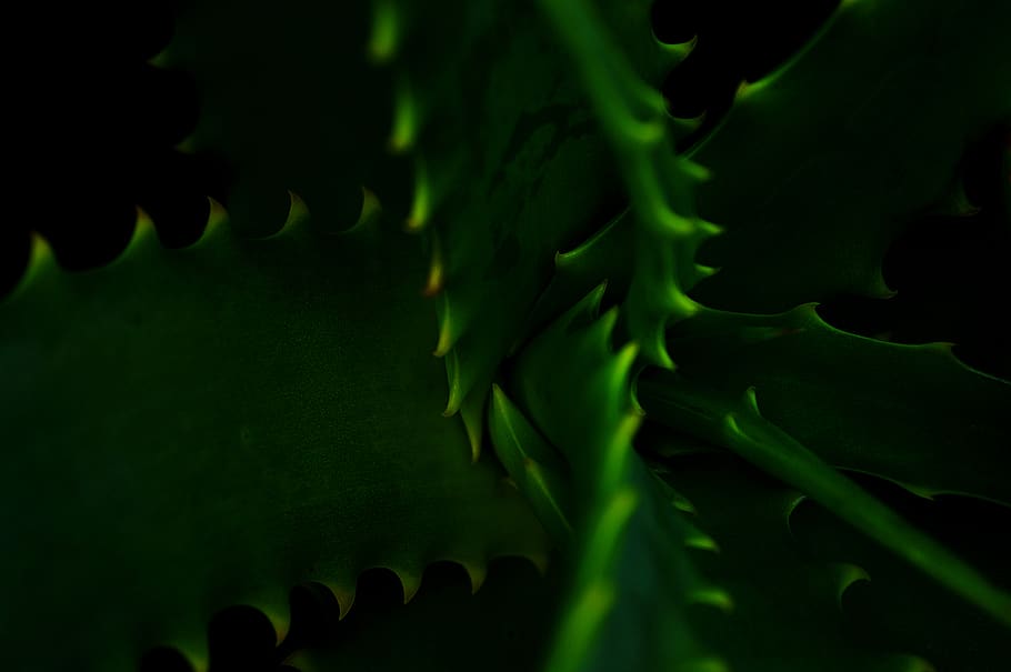 green cactus plant, green color, close-up, no people, growth HD wallpaper
