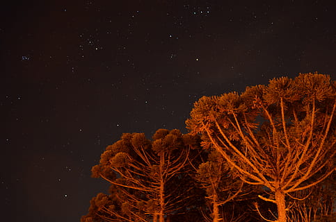 tall trees under stars, nature, night, outdoors, starry sky, outer space HD wallpaper