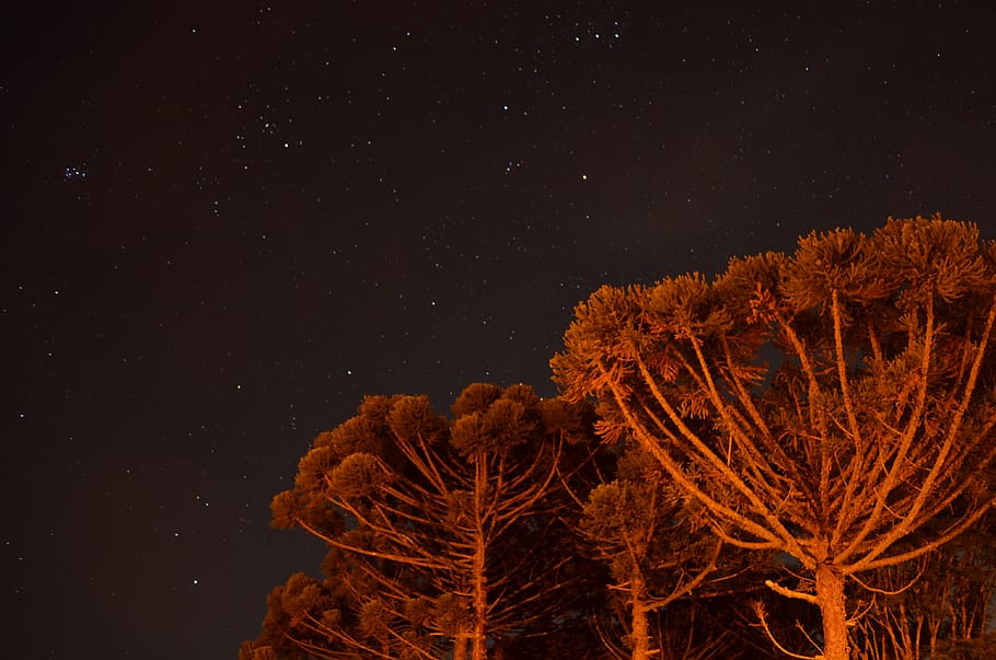 tall trees under stars, nature, night, outdoors, starry sky, outer space HD wallpaper