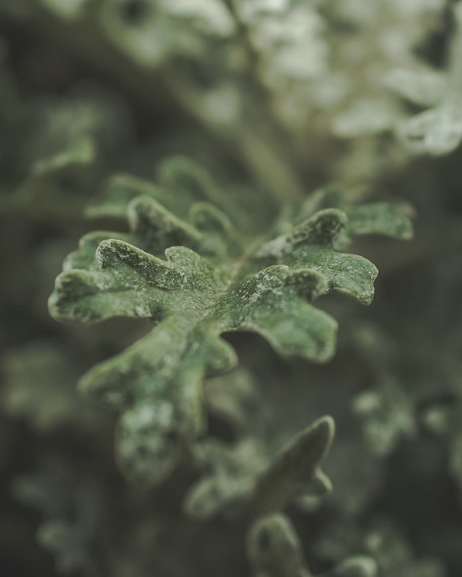 Selective Focus Photography of Green Plant, blur, botanical, bright HD wallpaper