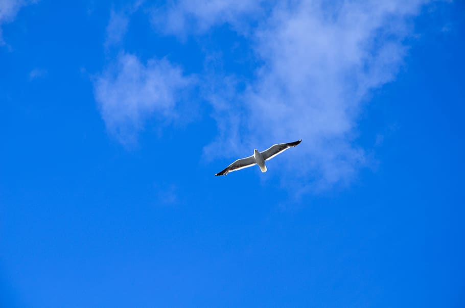 sky, bird, blue, flying, animal wildlife, animal themes, vertebrate HD wallpaper