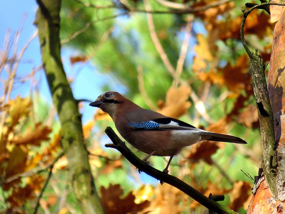 bird, jay, tree, forest, beak, ornithologist, animal, animal themes HD wallpaper