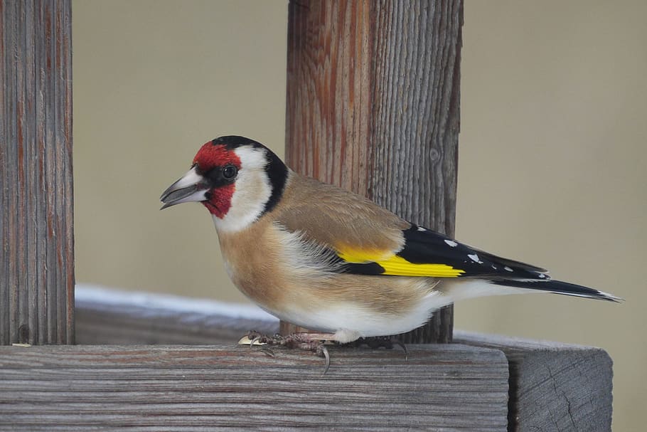 bird, animal world, stieglitz, aviary, animal themes, vertebrate