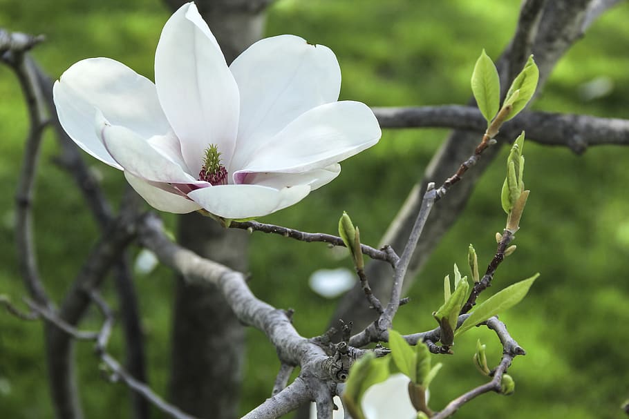 magnolia, flower, tree, growing, summer, greenery, pink, petals HD wallpaper