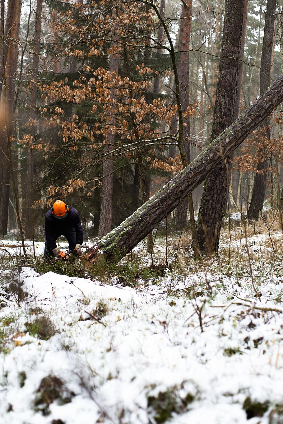 man cutting brown tree during daytime, cold temperature, real people HD wallpaper