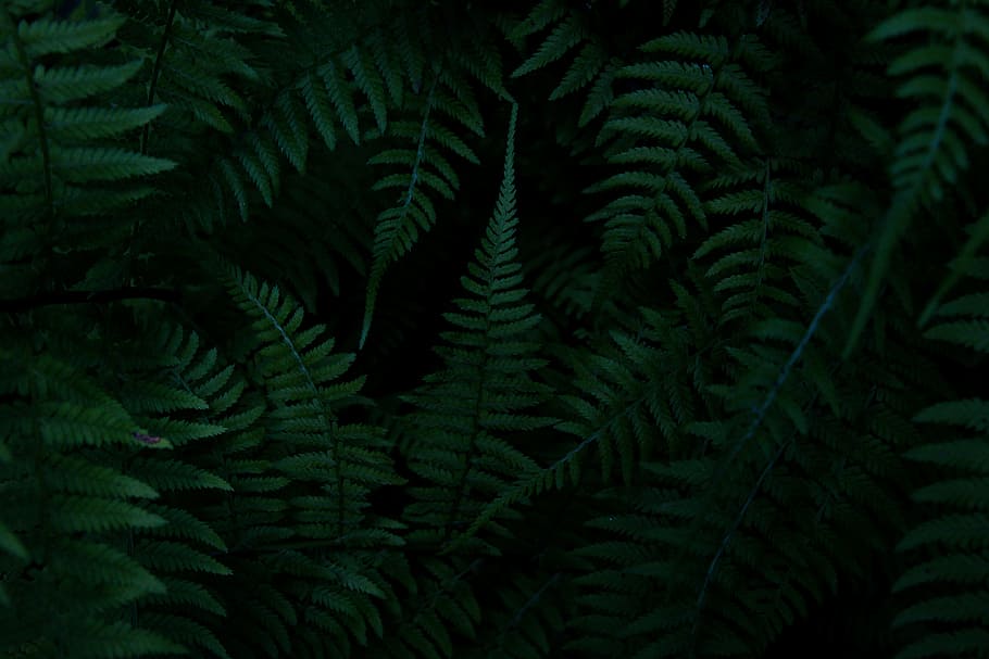 green fern plants, foliage, nature, forest, wood, dark, texture