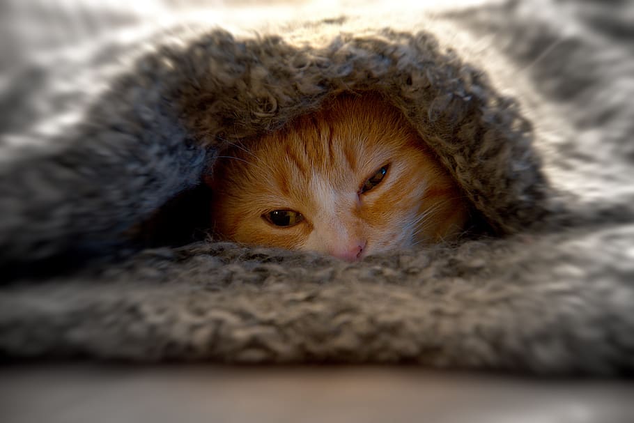 Cat Under Grey Textile, adorable, animal, cute, domestic animal HD wallpaper
