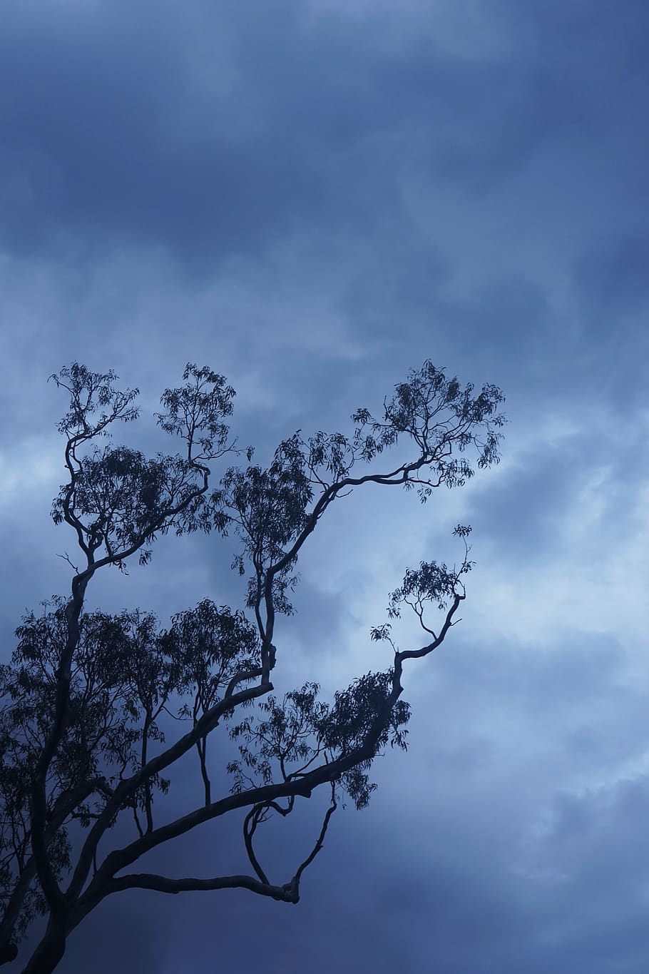 australia, sydney, native, tree, nature, gum tree, clouds, mood HD wallpaper