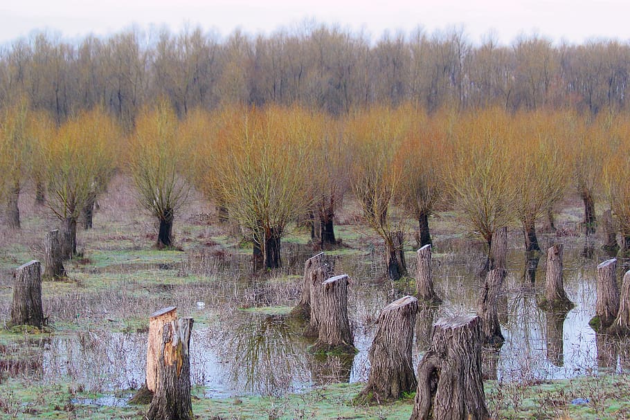 romania, tulcea, plant, tree, tranquility, tranquil scene, no people HD wallpaper