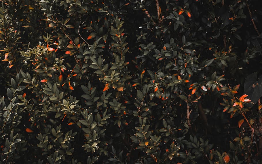 bush, leaves, background, shrub, growth, leaf, plant, plant part HD wallpaper