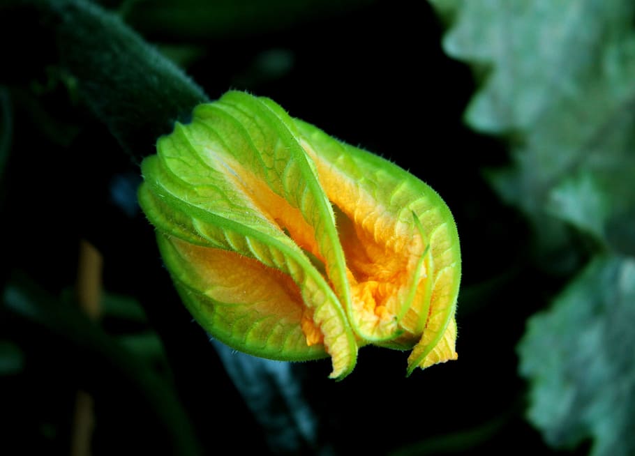 courgettebloem, orange, nascent, vegetable, kitchen garden HD wallpaper