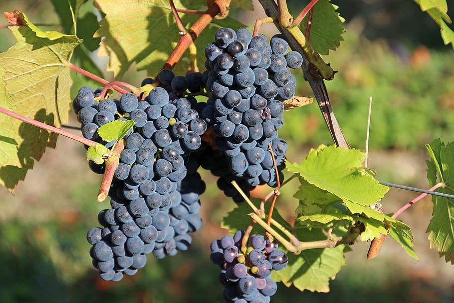 grapes, vines, wine, vineyard, winemaker, vintage, winegrowing HD wallpaper