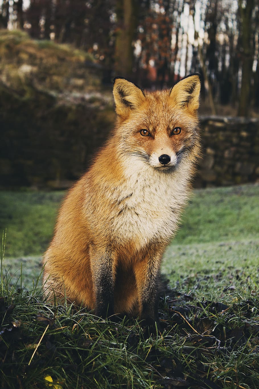 animals, wildlife, fox, beautiful, adorable, fluffy, nature HD wallpaper