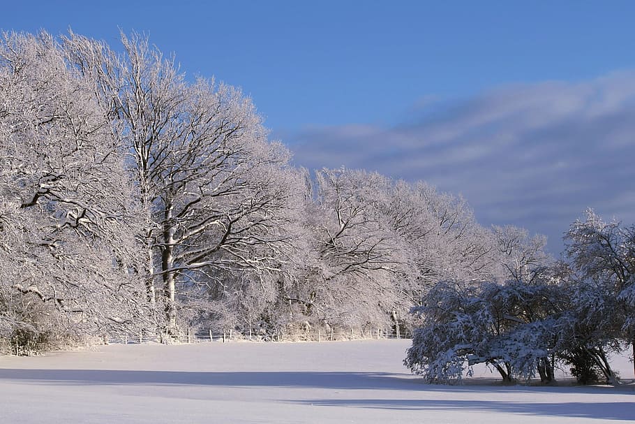 snow, ice, tree, winter, nature, cold temperature, plant, environment HD wallpaper