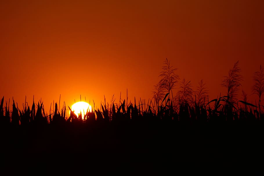west, the sun, nature, fields, summer, environment, sky, silhouette HD wallpaper