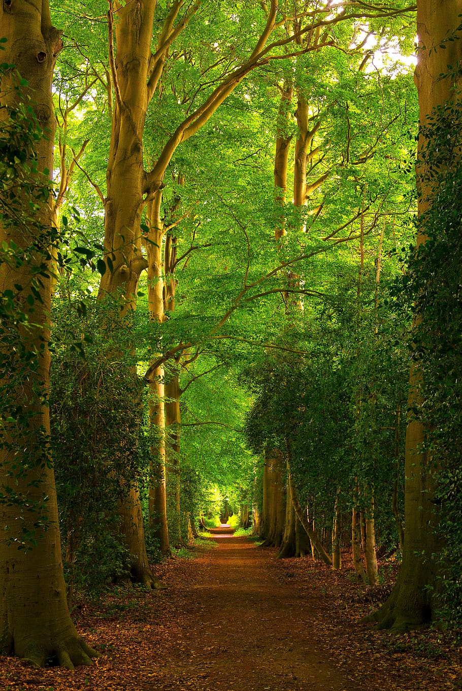 forest, trees, paths, forest path, landscape, nature, light HD wallpaper
