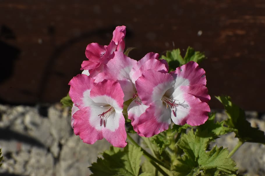 geranium, multicolored, garden, summer, flower, colorful, flowers HD wallpaper