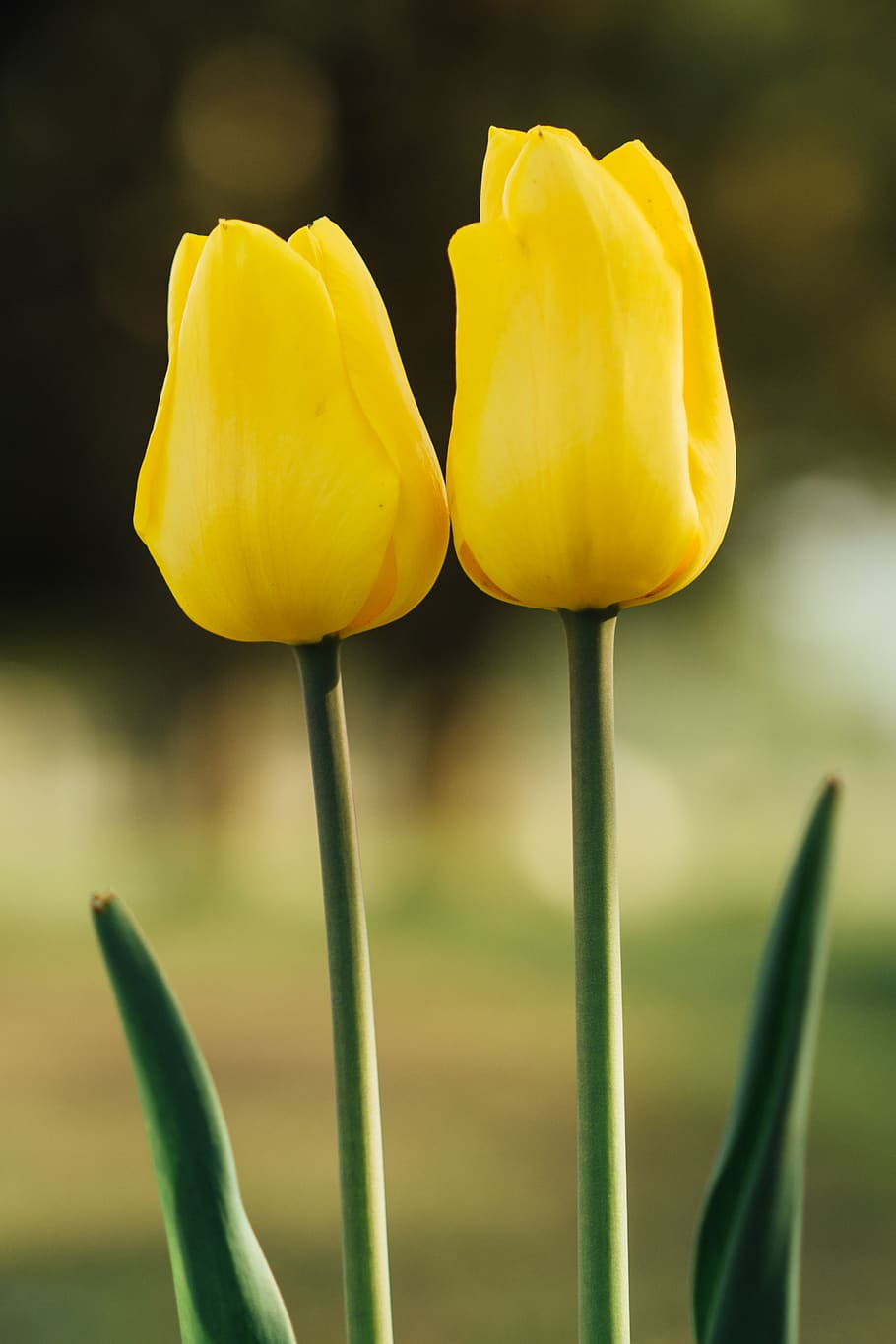 nature, flower, two, twins, tulip, flowering plant, growth HD wallpaper