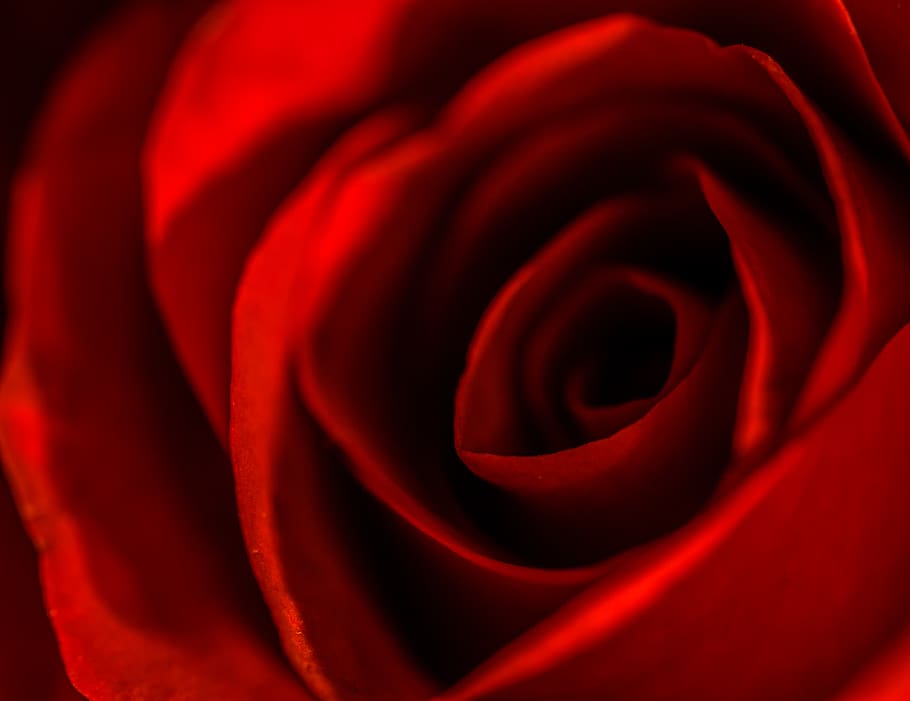 rose, red, red rose, closeup, macro, romance, love, dark, beauty, HD wallpaper