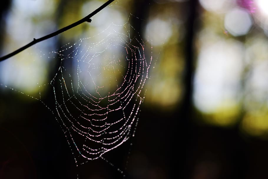 spider, web, insect, spider web, fragility, focus on foreground HD wallpaper