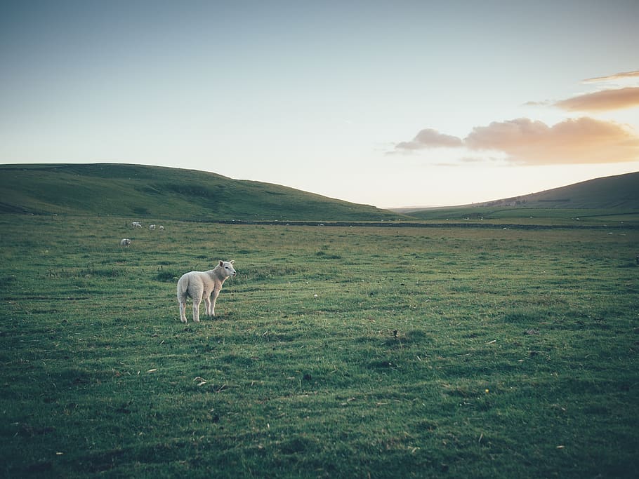 brown sheep, farm, united kingdom, edale, grassland, field, outdoors HD wallpaper