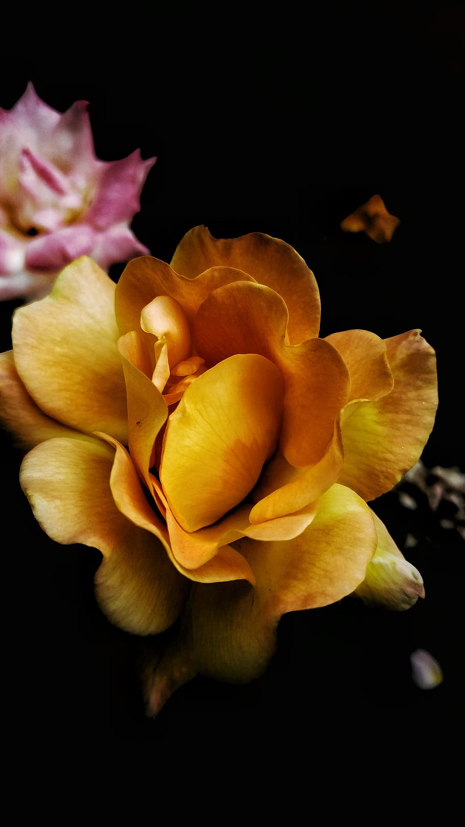 flower, flowering plant, petal, beauty in nature, vulnerability HD wallpaper