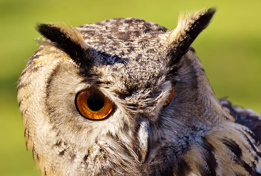 owl, bird, feather, eagle owl, animals, wild bird, cute, head HD wallpaper