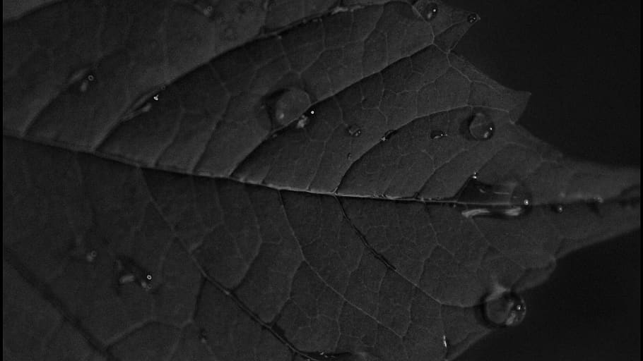 leaf, drewdrop, water, black, and, white, wallpaper, summer HD wallpaper