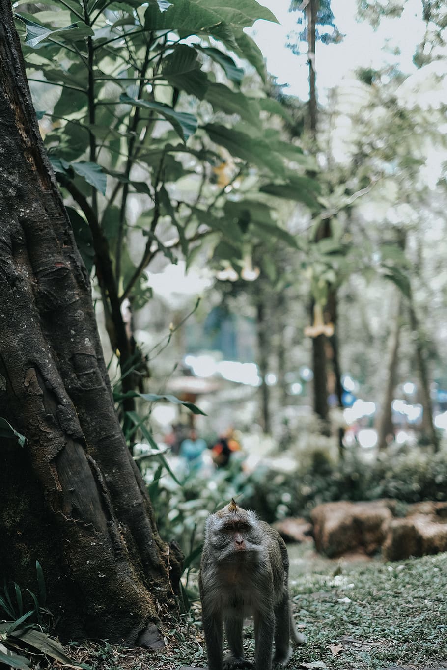 gray monkey beside tree outdoors, mammal, plant, animal, animal themes HD wallpaper