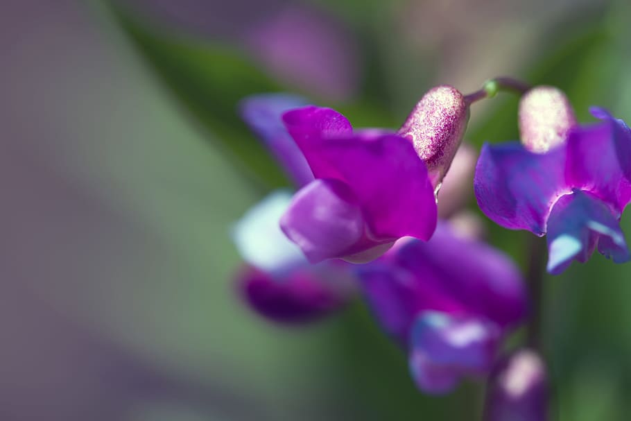 spring, flower, flowers, background, focus, closeup, outdoor HD wallpaper
