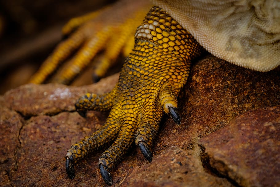 animal, lizard, reptile, hook, claw, anchor, salamander, amphibian HD wallpaper
