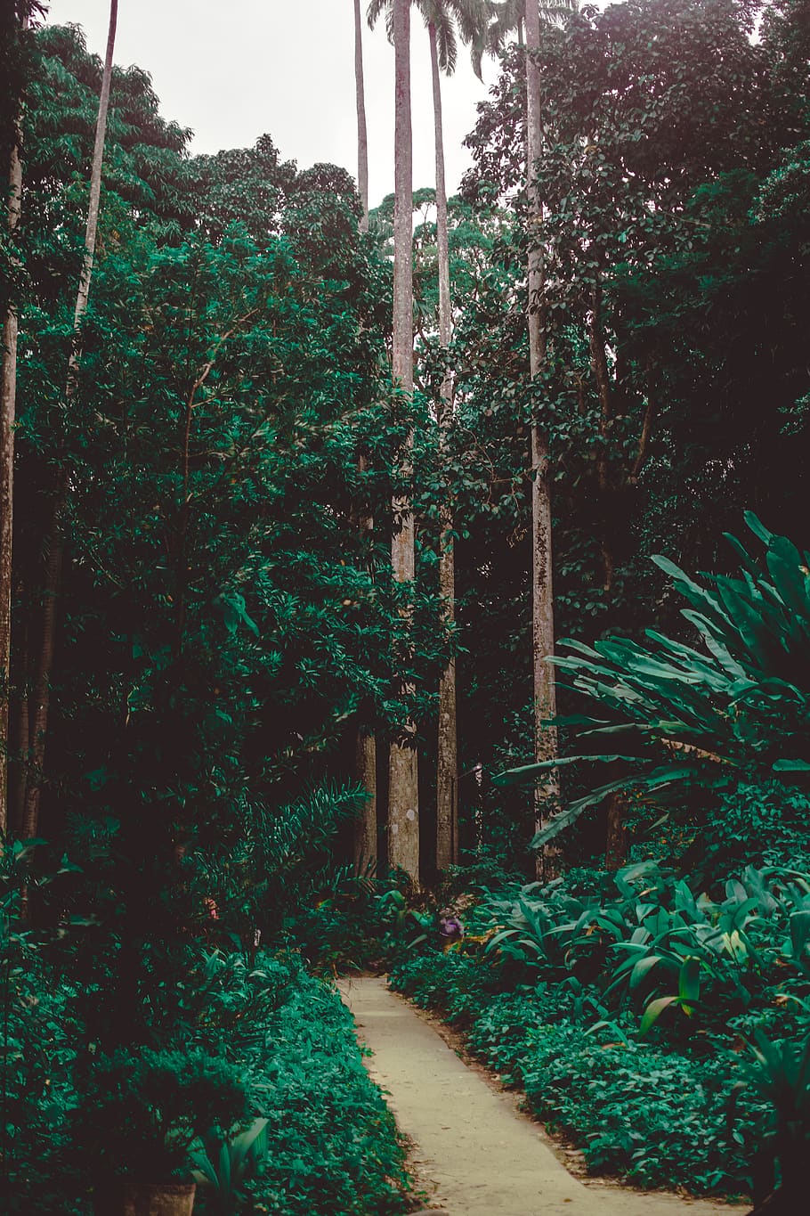 Green Garden Pathway, daylight, environment, forest, grass, growth HD wallpaper