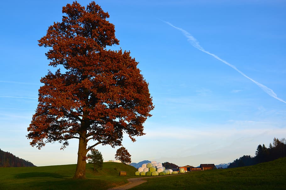 autumn, tree, nature, landscape, mood, idyllic, sky, plant HD wallpaper