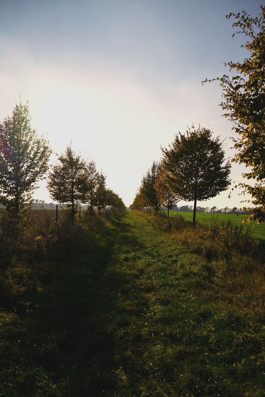 autumn, trees, sun, light, leaf, green, field, sky, plant, tranquility HD wallpaper