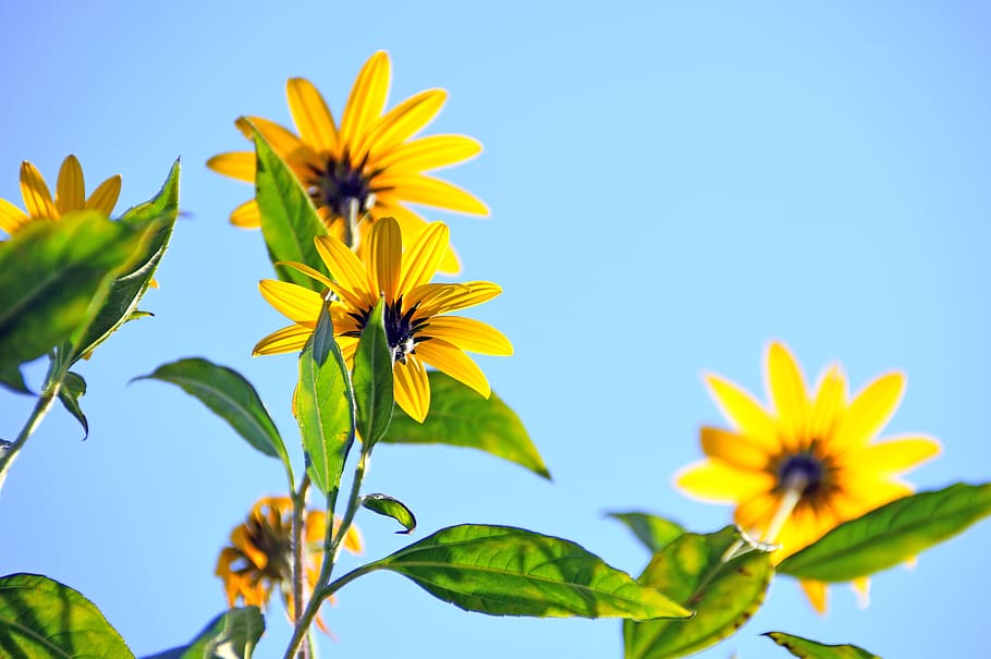 Yellow Petaled Flowers, background, blooming, blossom, bright HD wallpaper