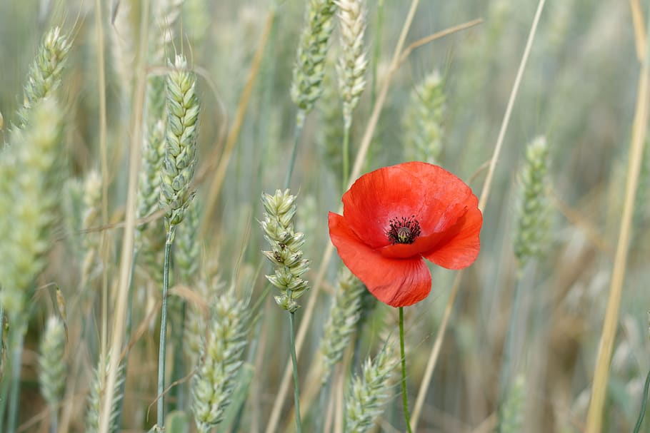 poppy, one, the ecclesia, field, wheat, ears, red, plant, flower HD wallpaper