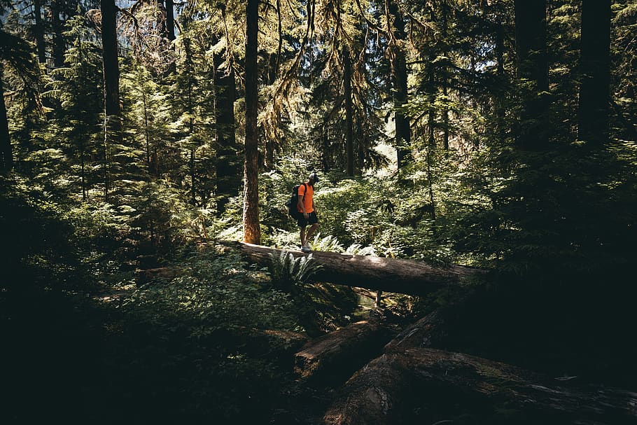 man standing on fallen tree log, forest, person, outdoors, jungle HD wallpaper