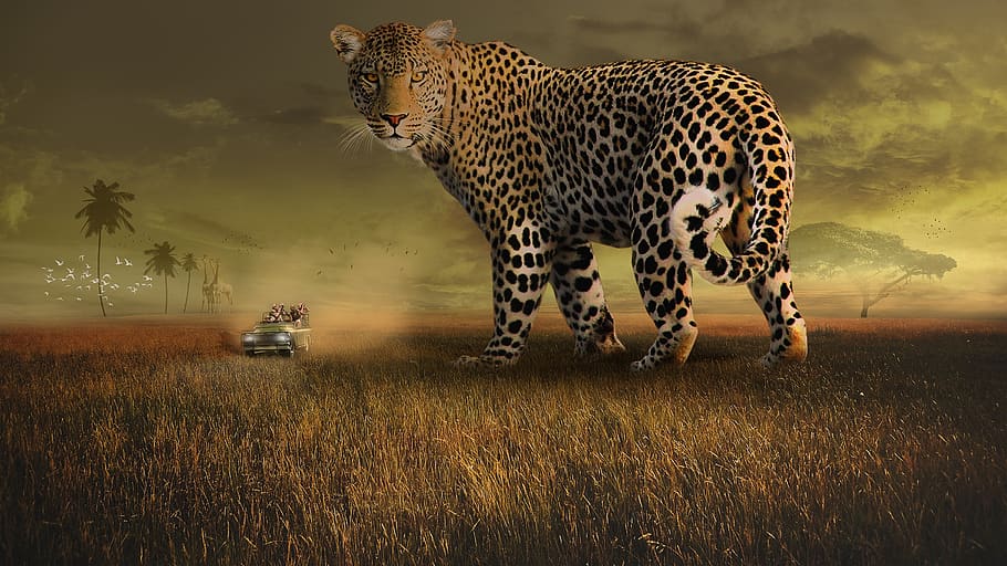 wildlife, leopard, spots, mammal, nature, cat, outdoors, africa HD wallpaper