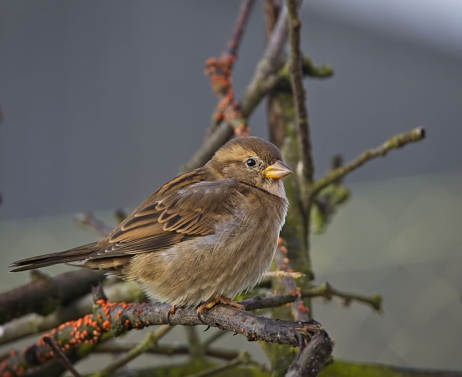 house sparrow, sperling, bird, nature, close up, songbird, sitting, HD wallpaper