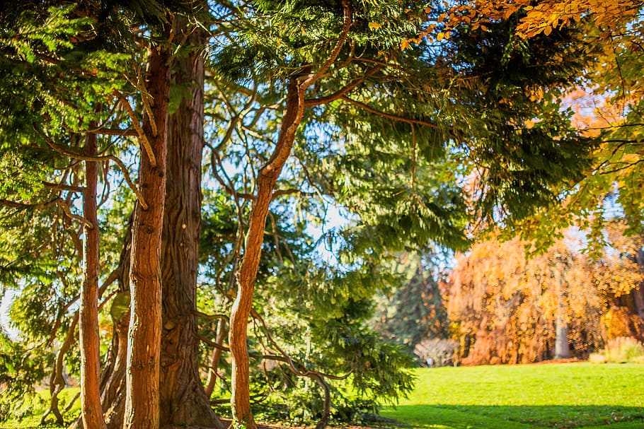 tree, plants, grass, green, wood, fire, beauty in nature, growth HD wallpaper