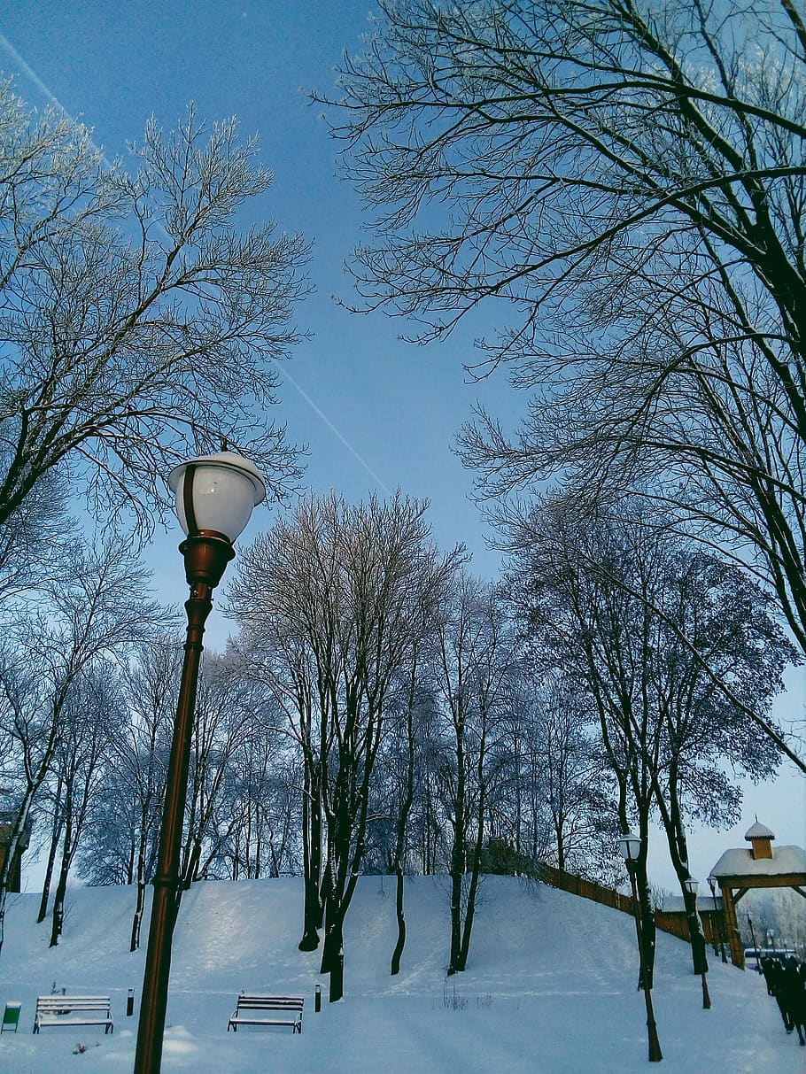 lamp post, outdoors, tree, plant, fir, abies, nature, tower HD wallpaper