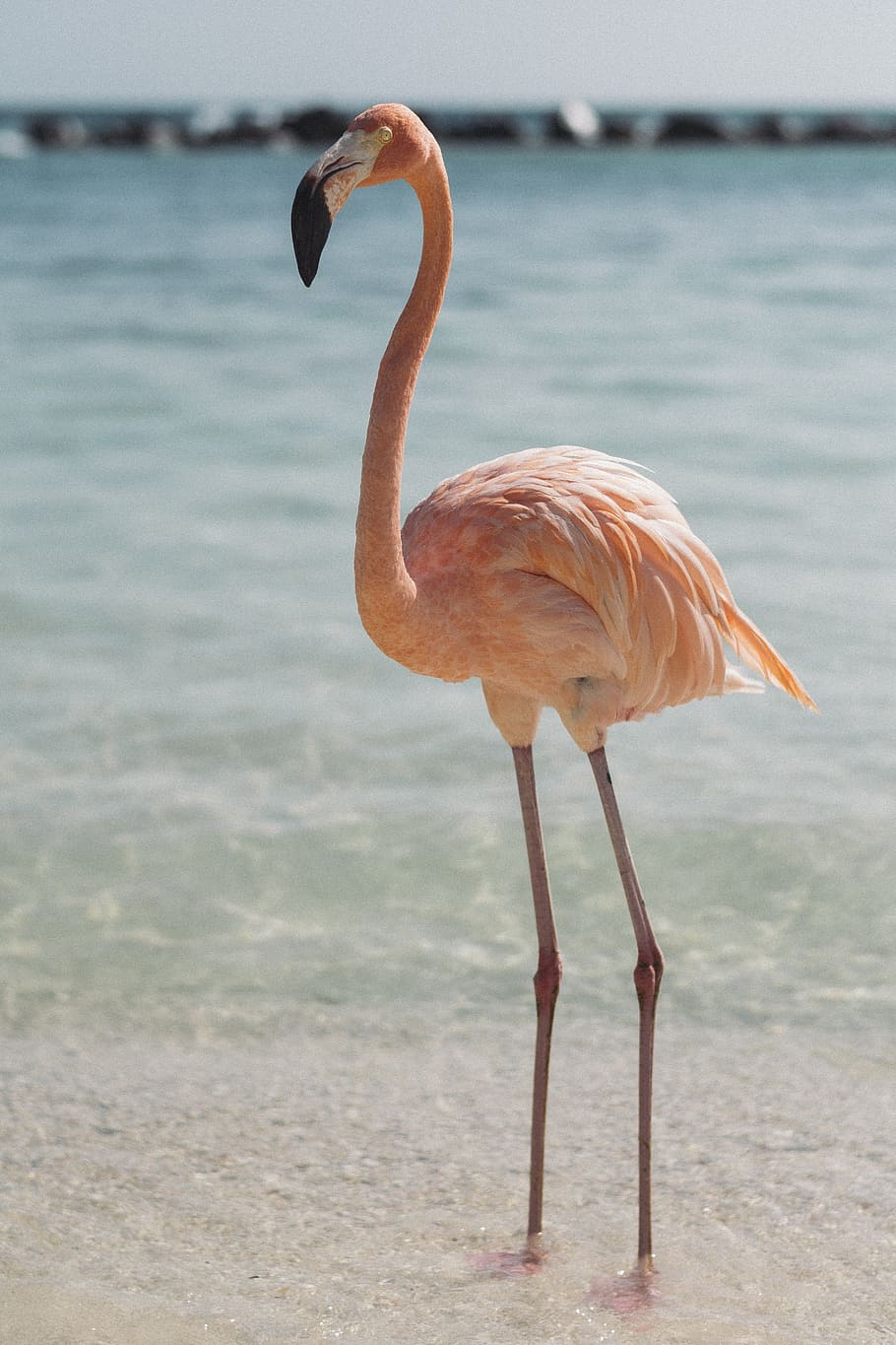 pink flamingo beside body of water, sea, ocean, coast, shore, HD wallpaper